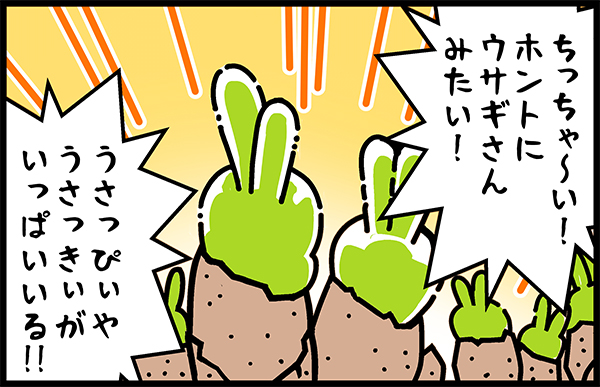 ウサギの耳　モニラニア